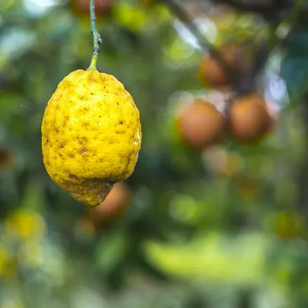 Il Borghetto & Gæstehus 4*