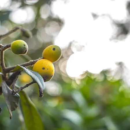 Il Borghetto & Procida